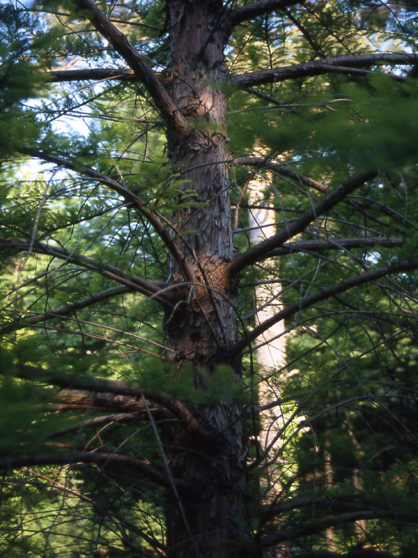 Taxodium distichum / Cipresso calvo